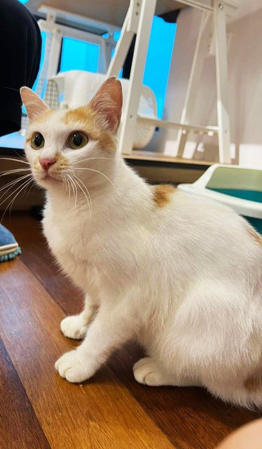 Xiaobai - Domestic Short Hair Cat