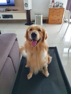 Kuma - Golden Retriever Dog