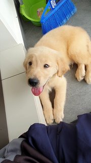 Kuma - Golden Retriever Dog