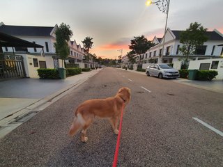 Kuma - Golden Retriever Dog