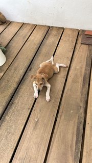 Po-lo - Shar Pei Mix Dog