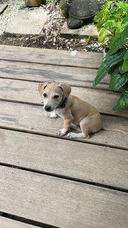 Po-lo - Shar Pei Mix Dog