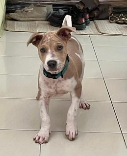 Po-lo - Shar Pei Mix Dog