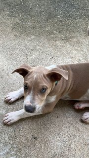 Po-lo - Shar Pei Mix Dog