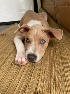 Po-lo - Shar Pei Mix Dog