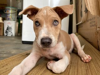 Po-lo - Shar Pei Mix Dog