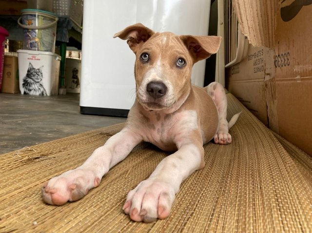 Po-lo - Shar Pei Mix Dog