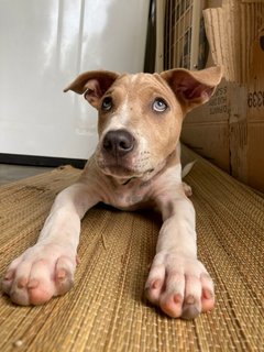 Po-lo - Shar Pei Mix Dog