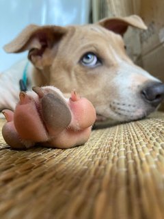 Po-lo - Shar Pei Mix Dog