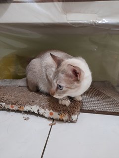 Putih - Domestic Short Hair Cat