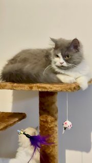 Jade/tracy - Domestic Long Hair Cat