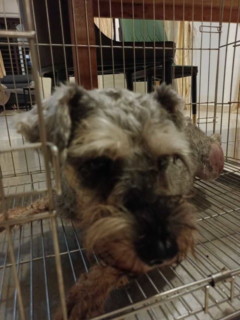 Miniature  - Schnauzer Dog