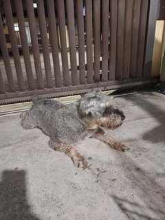 Miniature  - Schnauzer Dog