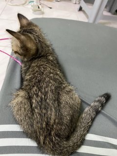 可乐仔 - Domestic Medium Hair Cat