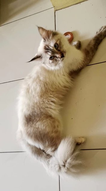 Gebu - Domestic Medium Hair + Maine Coon Cat