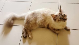 Gebu - Domestic Medium Hair + Maine Coon Cat