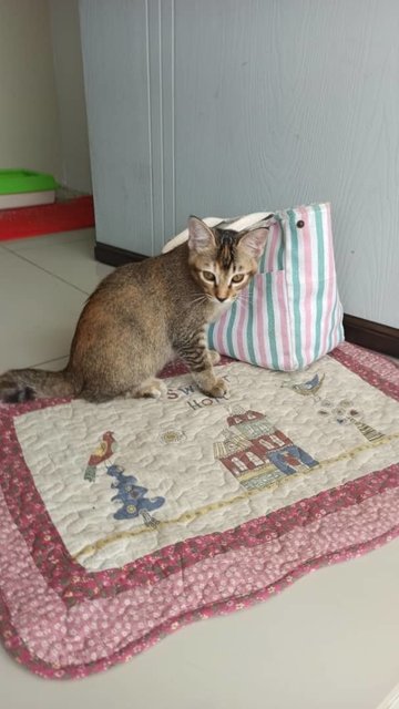 Tigress - Domestic Short Hair Cat