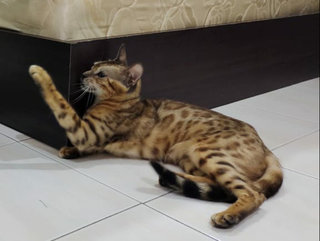 Nilly (Bengal) - Bengal Cat