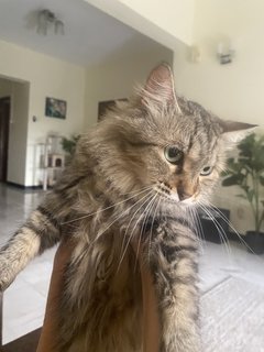 Mama - Domestic Long Hair Cat