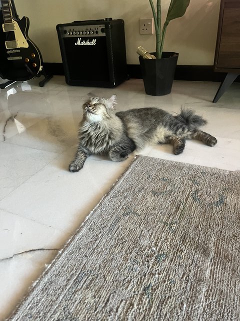 Mama - Domestic Long Hair Cat