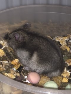 Dusty - Short Dwarf Hamster Hamster