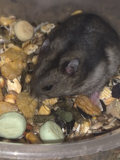 Dusty - Short Dwarf Hamster Hamster