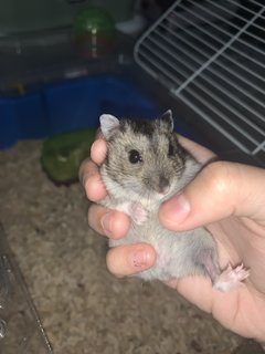 Dusty - Short Dwarf Hamster Hamster