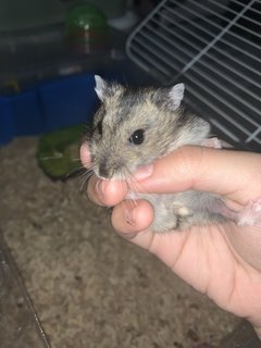 Dusty - Short Dwarf Hamster Hamster