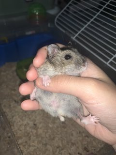 Dusty - Short Dwarf Hamster Hamster