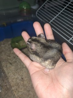 Dusty - Short Dwarf Hamster Hamster