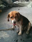 PF12102 - Beagle Dog