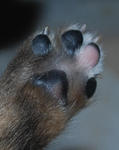 She's got just one pink toe-paw! Under her one white toe!