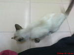 Claudya - Domestic Short Hair Cat