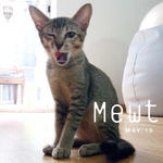 Mewt (Spayed &amp; Released Sep 2010) - Domestic Short Hair Cat