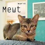 Mewt (Spayed &amp; Released Sep 2010) - Domestic Short Hair Cat