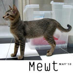 Mewt (Spayed &amp; Released Sep 2010) - Domestic Short Hair Cat