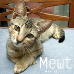 Mewt (Spayed &amp; Released Sep 2010) - Domestic Short Hair Cat