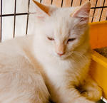 Putih &amp; Oren For Adoption - Domestic Short Hair Cat