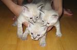 Lori's Babies - Persian + Siamese Cat