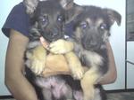 German Shepherd - German Shepherd Dog Dog