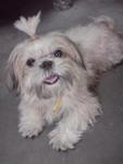 Belle Belle - Shih Tzu + Maltese Dog