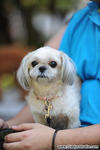 Belle Belle - Shih Tzu + Maltese Dog