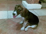 Mia - Beagle Dog