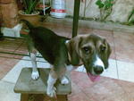 Mia - Beagle Dog