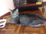 Doris A.k,.a Muneng - Domestic Long Hair Cat