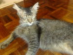 Doris A.k,.a Muneng - Domestic Long Hair Cat