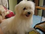 Rexy - Maltese Dog