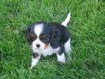 Tommy - Cavalier King Charles Spaniel Dog