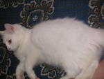 Snowgurl - Domestic Long Hair Cat