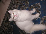 Snowgurl - Domestic Long Hair Cat